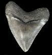 Serrated, Juvenile Megalodon Tooth - Georgia #43047-1